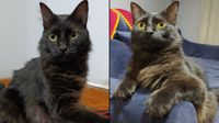San Martín de Porres: joven busca a su gatito Michi desparecido hace más de 20 días
