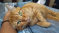 Comas: ciudadana pide ayuda para encontrar a su gato perdido llamado Gringo