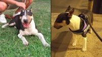 Cercado de Lima: perrita llamada Luna se perdió hace seis días cerca de Las Malvinas