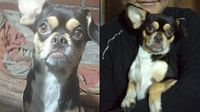 San Juan de Lurigancho: joven pide ayuda para hallar a su perrita Mizuki que desapareció hace un día