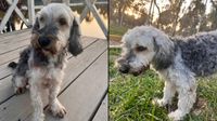 San Martín de Porres: joven busca a su perrita llamada Ketty que desapareció hace una semana