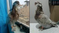 Villa El Salvador: joven reporta que su paloma llamada Blondy se perdió hace tres días