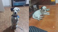 San Juan de Miraflores: perrito llamado Pirata se perdió hace más de una semana en Pamplona Alta