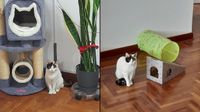 San Bartolo: ciudadano busca a su gatita llamada Paquita que se perdió en el malecón José de San Martín hace 12 días