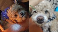 Villa El Salvador: joven busca a su perrito llamado Colitas que se perdió hace más de una semana