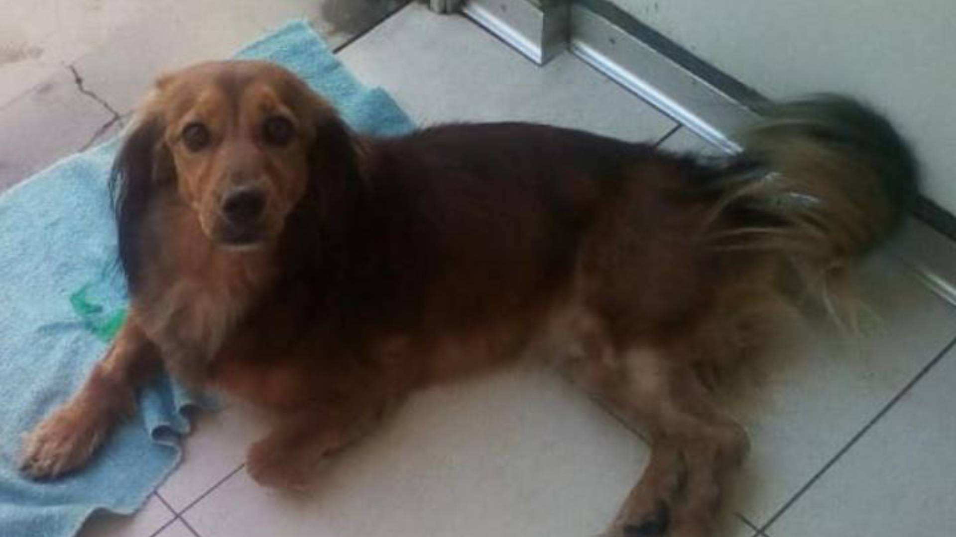 Arequipa: familia busca a su mascota desaparecida en el distrito de Cayma 