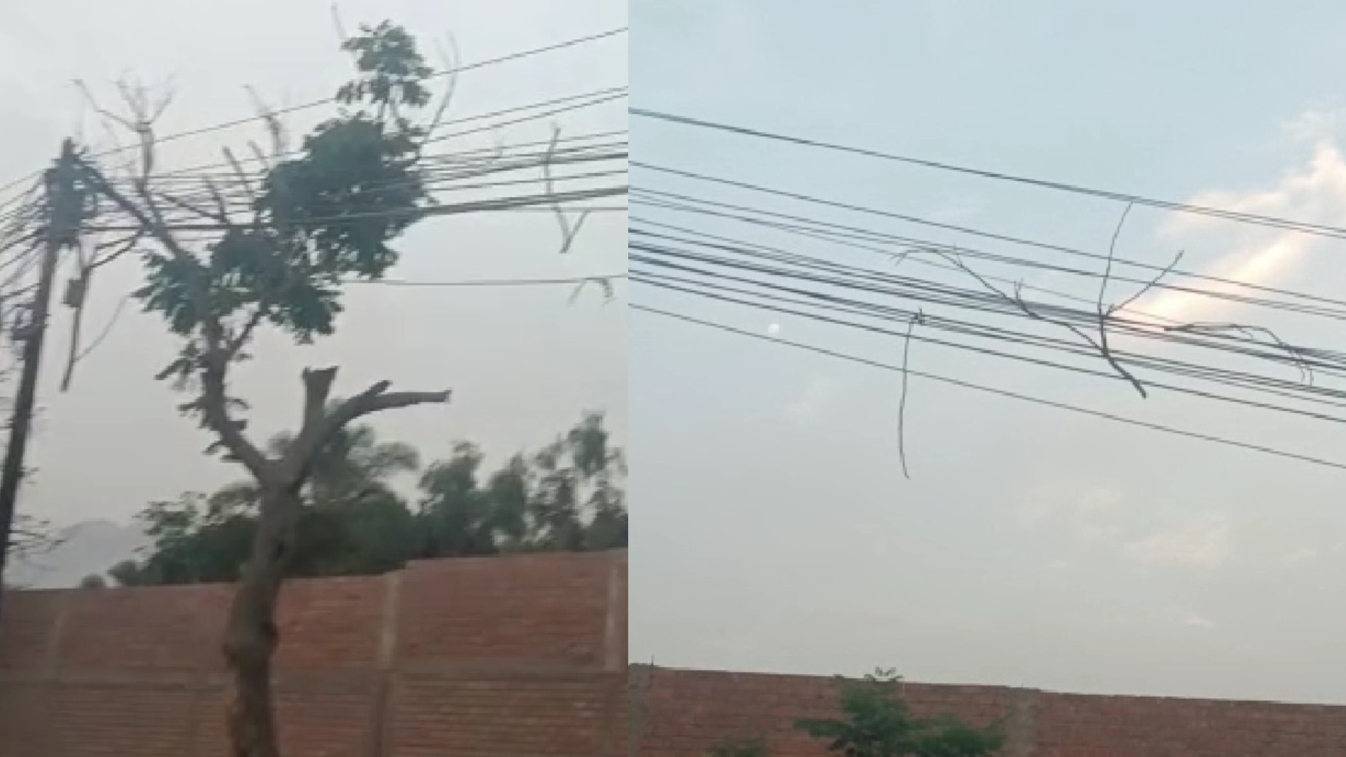 Lurigancho: vecinos reportan ramas de árboles enredados en cables aéreos en avenida Circunvalación