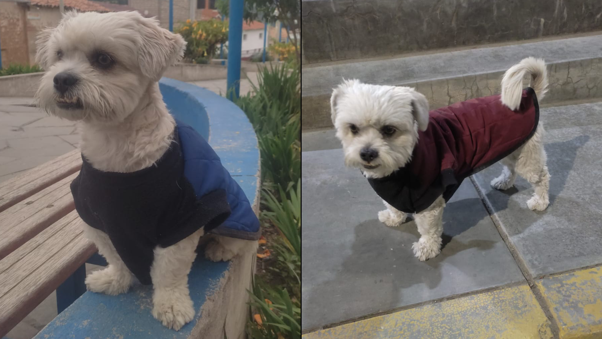 Apurímac: joven solicita apoyo para encontrar a Rocky, su perrito perdido hace ocho días