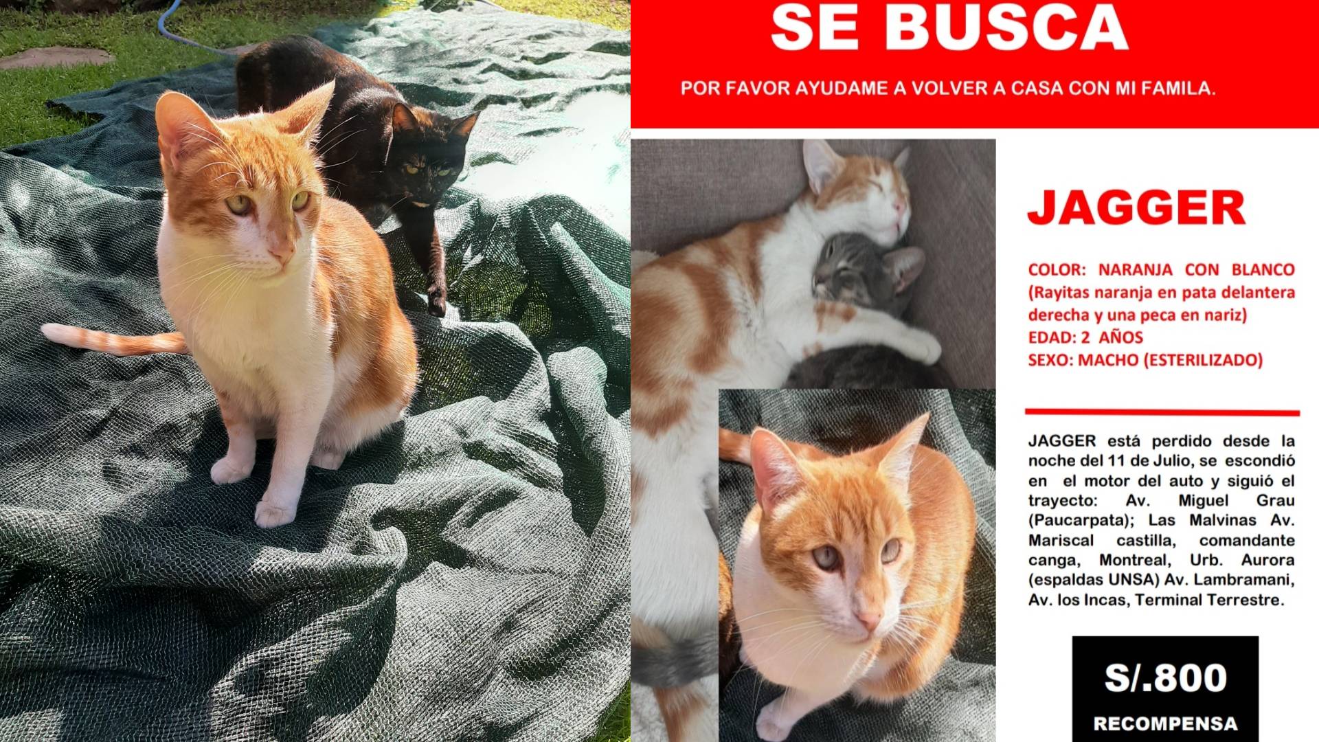 Arequipa: familia busca a su gato Jagger quien desapareció hace más de dos semanas