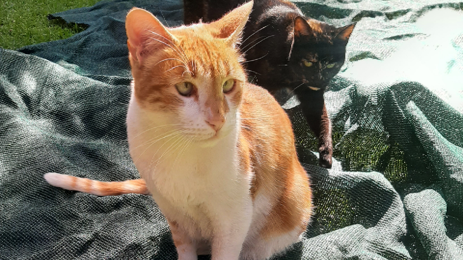 Jagger tiene dos años y se caracteriza por ser cariñoso. 