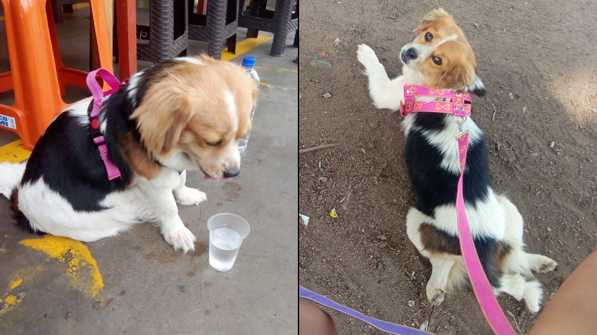 Comas: joven pide ayuda para encontrar a su perrita perdida por el Mercado Unicachi