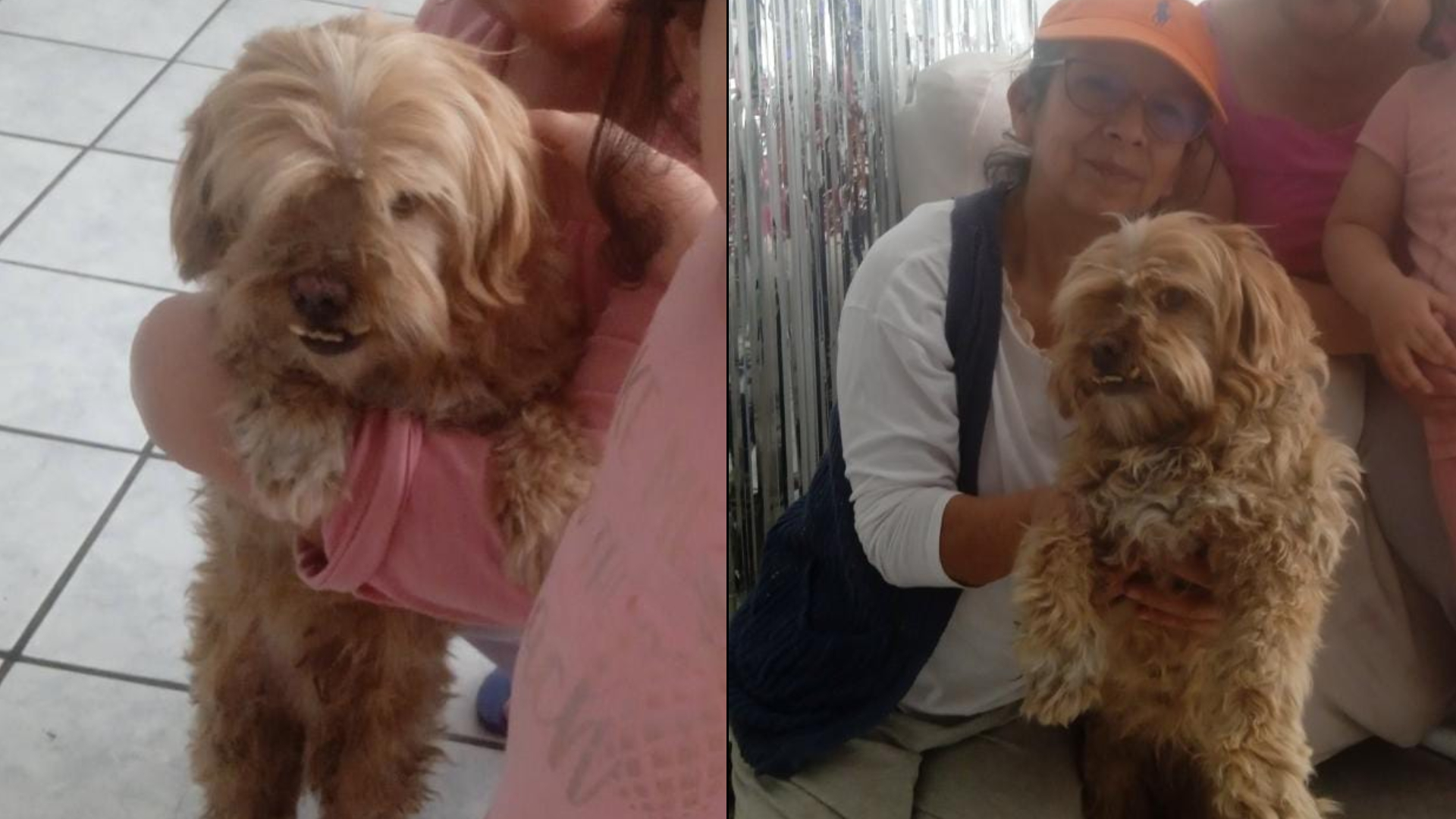 San Juan de Lurigancho: familia encuentra a su mascota Peluchín tras 14 días perdido