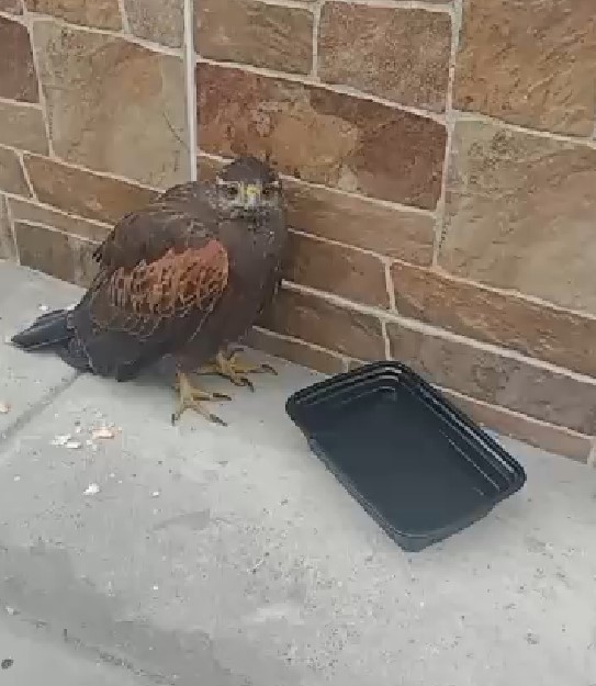 Gavilán acanelado se encuentra bastante desorientado en las afueras de una vivienda en Jesús María. 