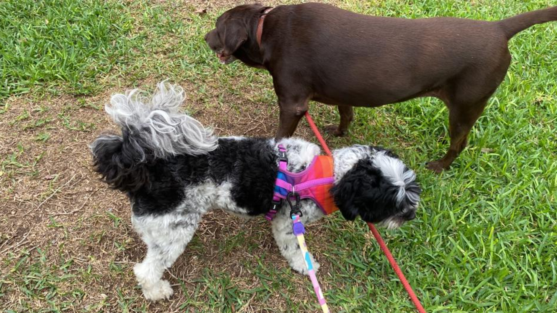 En la casa de los dueños viven Nala y otra perrita de raza labrador retriever 