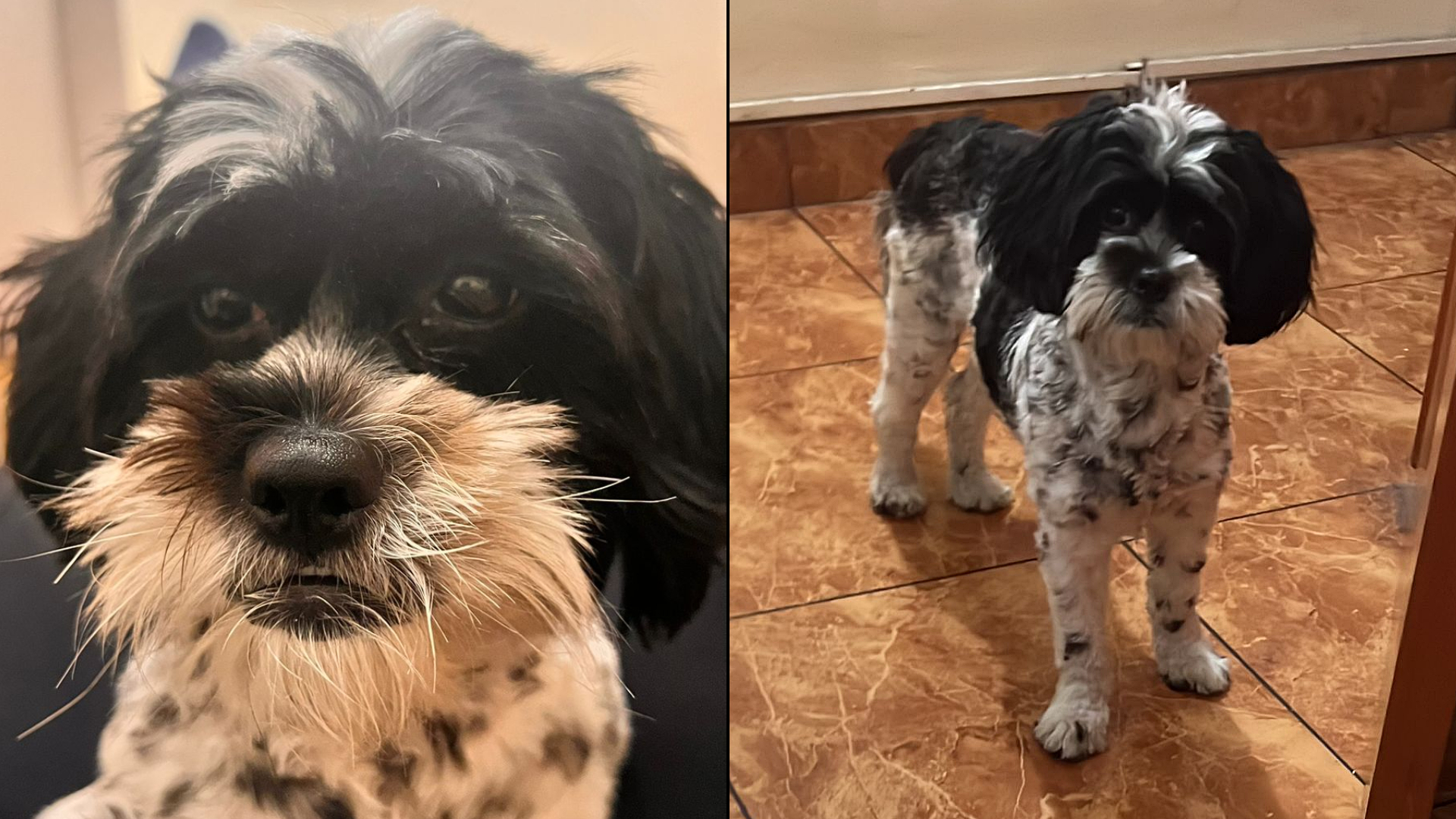 La Molina: familia pide ayuda para buscar a su perrita perdido tras robo en su casa