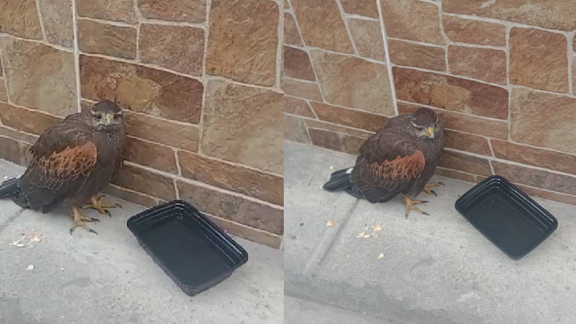 Jesús María: vecinos reportan la aparición de gavilán en jirón Huayna Cápac