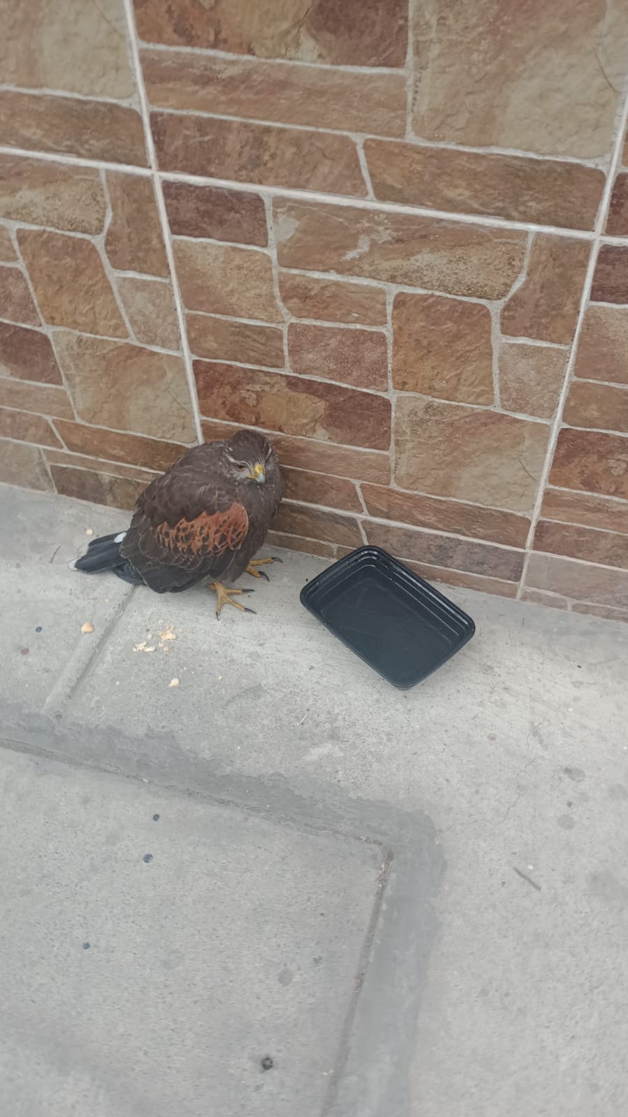 Personal de Serfor llegó hasta Jesús María para proceder a llevarse al gavilán