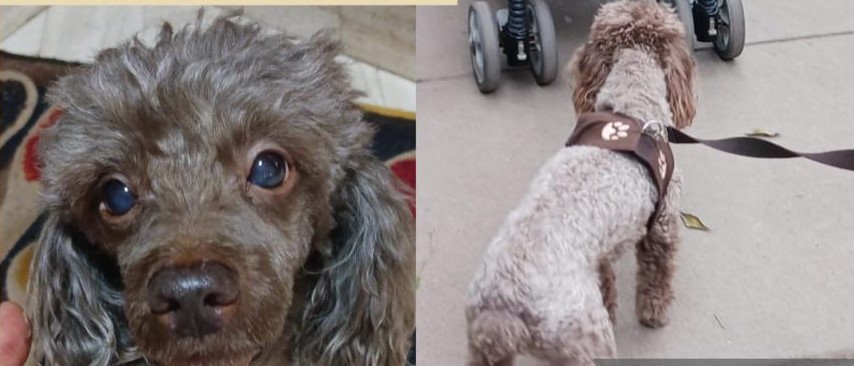 Surco: Brisa lleva más de tres semanas desaparecida