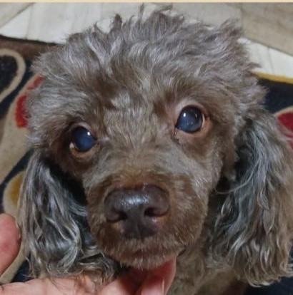 Ayudemos a  que Brisa vuelva  a su hogar