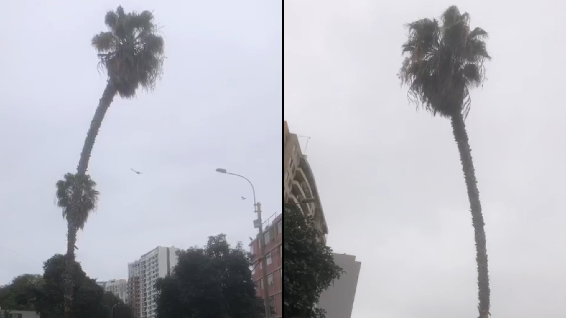 Jesús María: ciudadano reporta una palmera inclinada en la avenida Horacio Urteaga