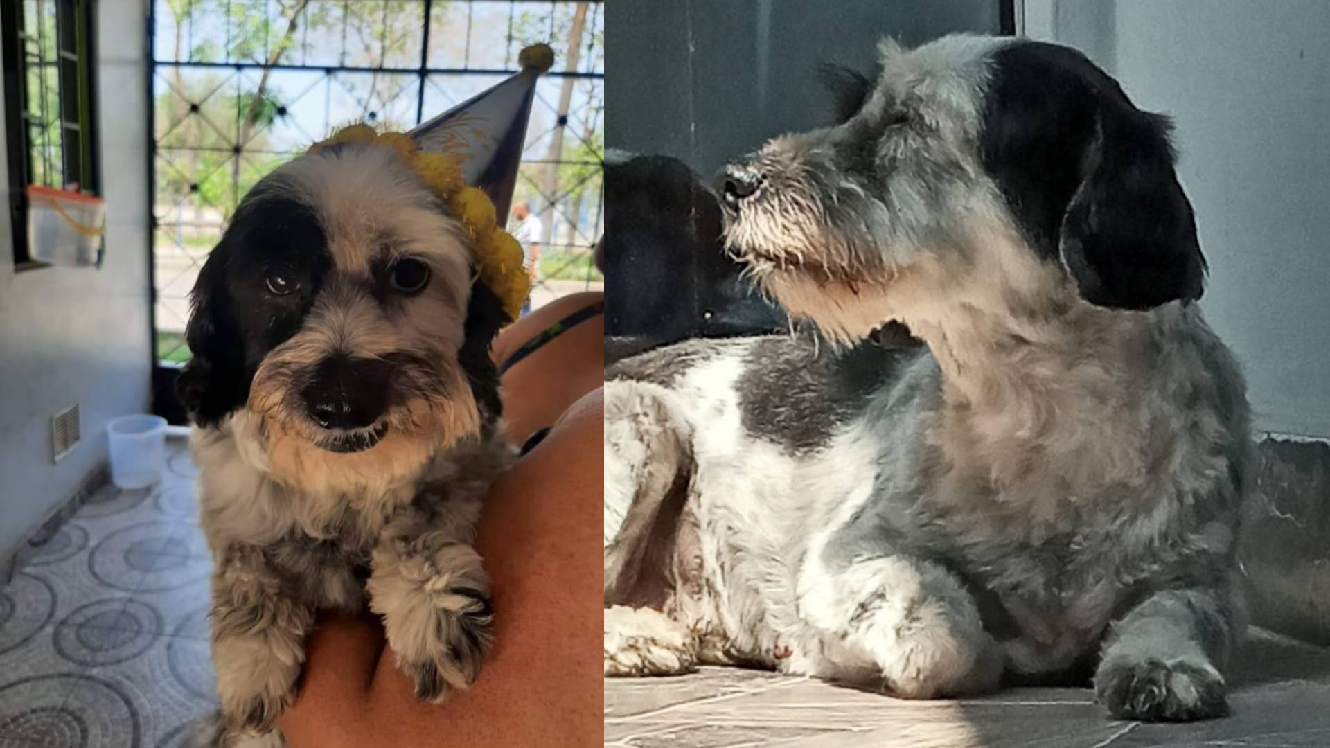 Comas: familia busca a perrita Tati desde hace tres meses