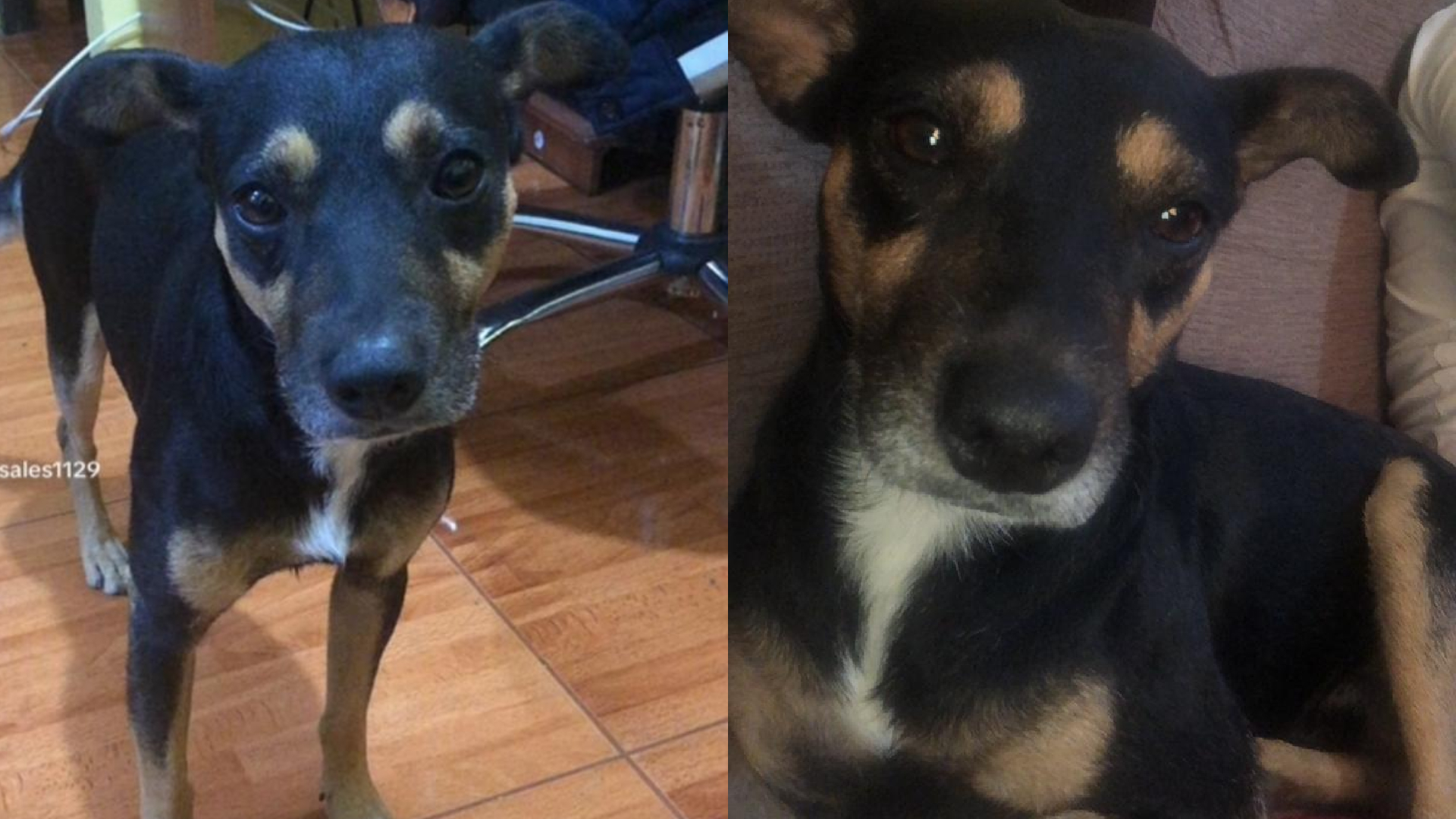 San Juan de Lurigancho: ciudadano reporta la desaparición de su perrito Mylo en Campoy