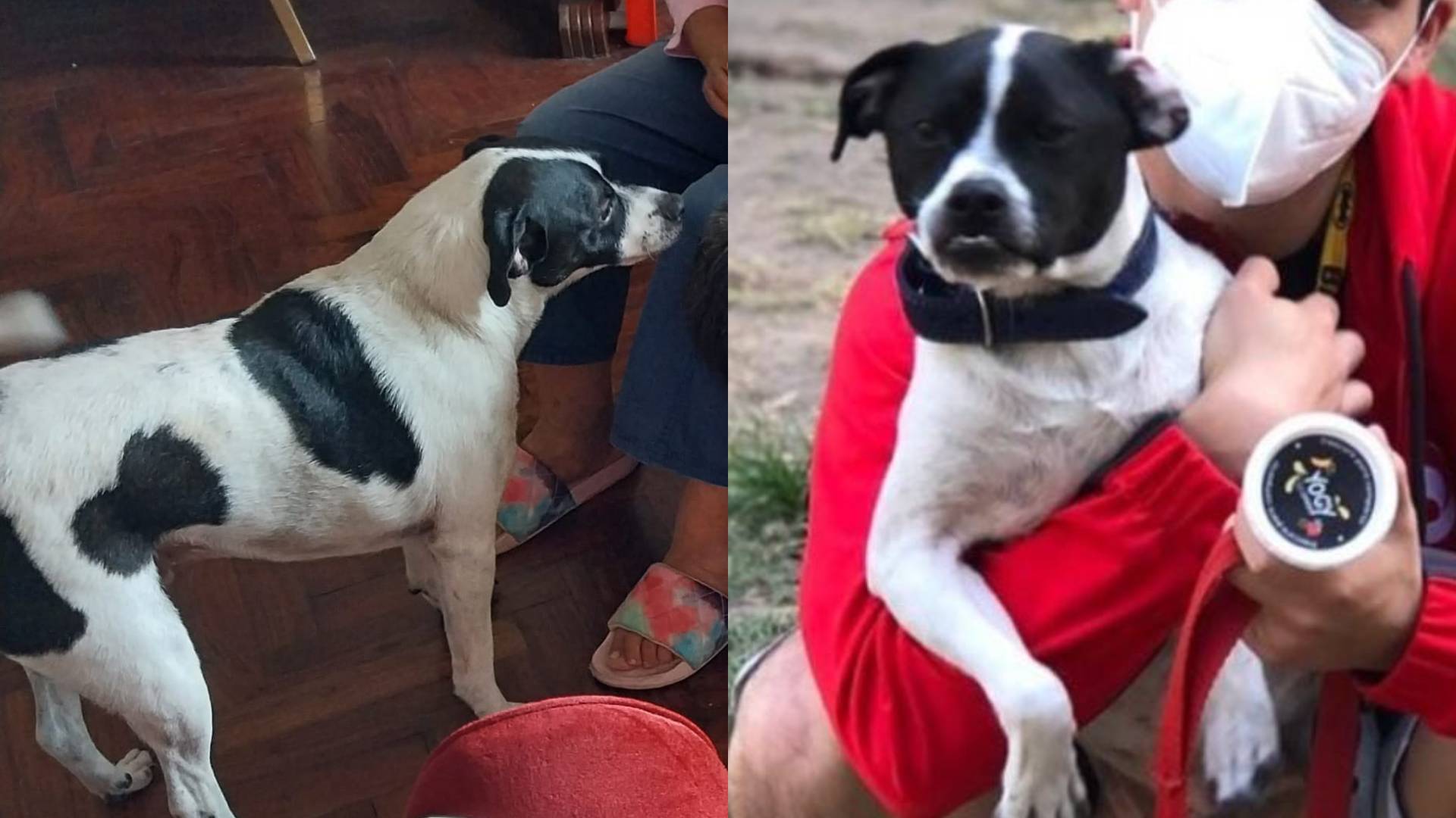 San Martín de Porres: dueños buscan a Regor desde el martes