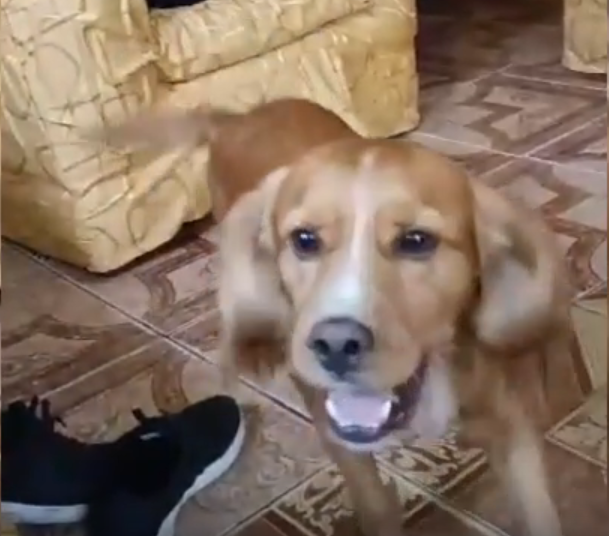 Bailey jugando con su dueña