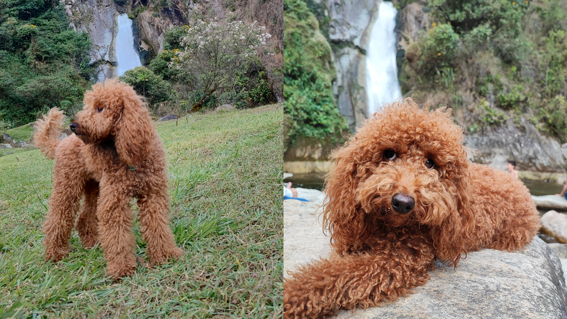 La Molina: familia busca a su perrita Mora desde la mañana