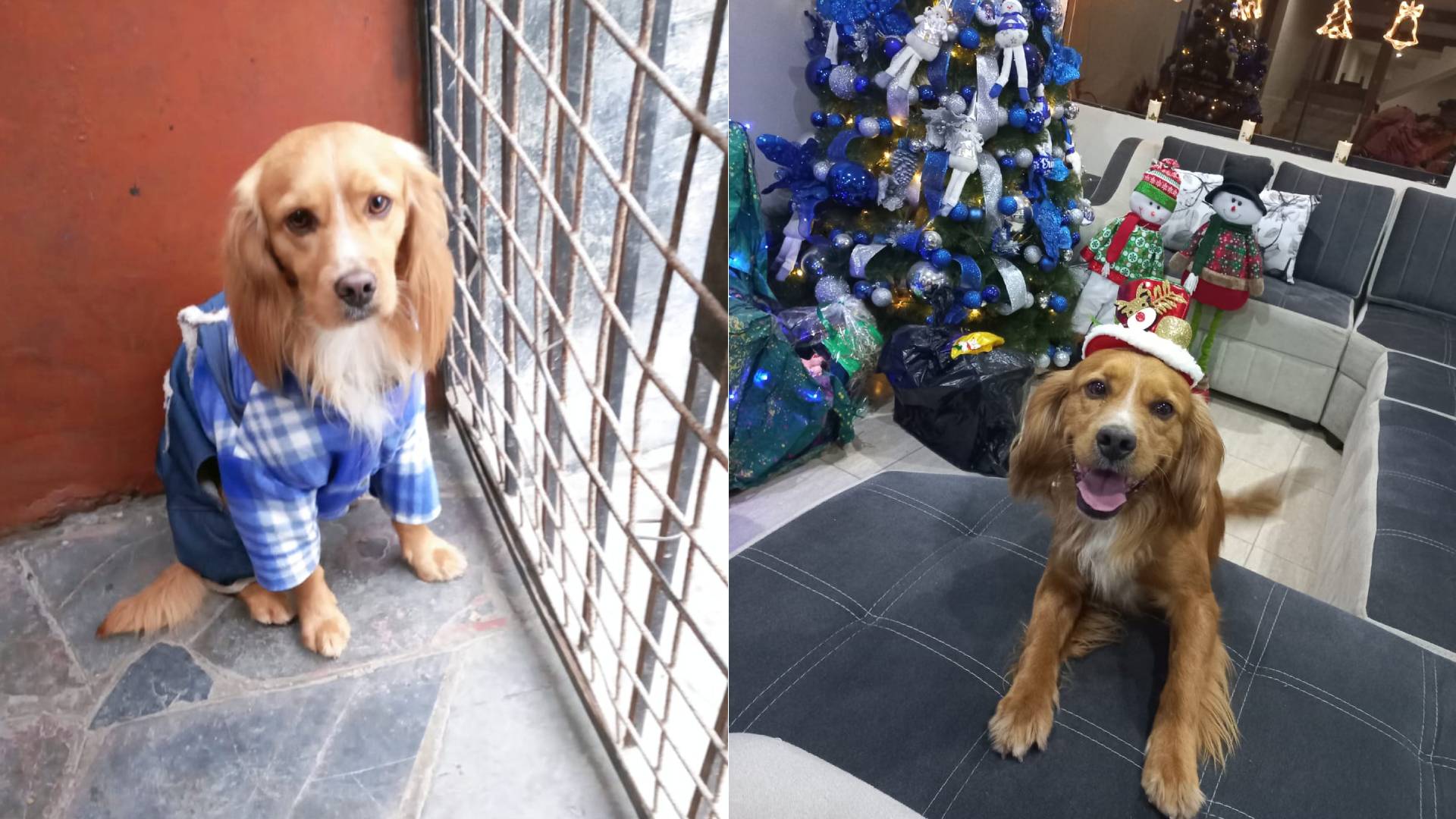 Villa María del Triunfo: Adulta mayor busca Bailey perdido desde el cuatro de agosto