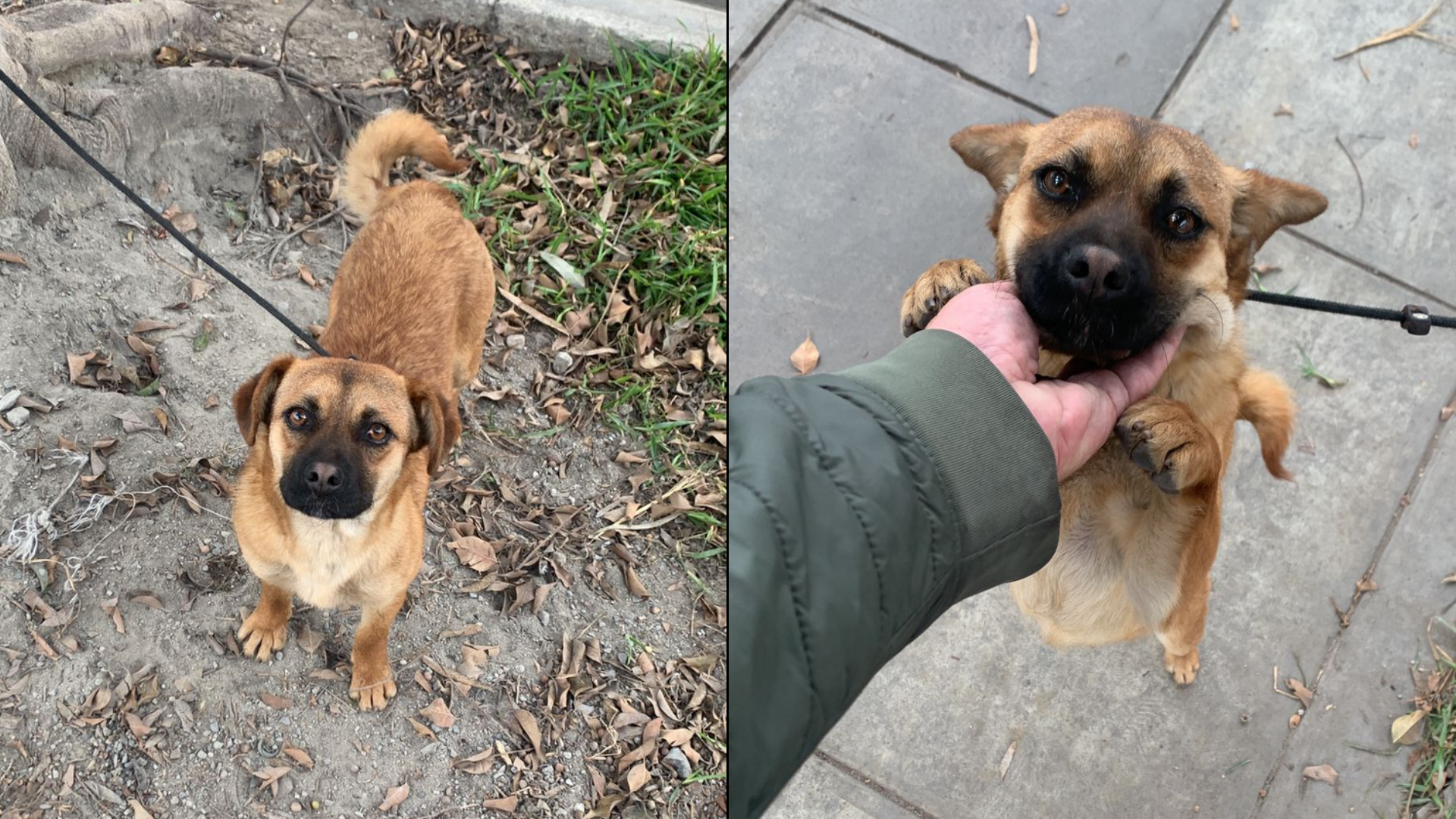 San Isidro: reportan a perrita amarrada a un árbol en la avenida Lizardo Alzamora Este