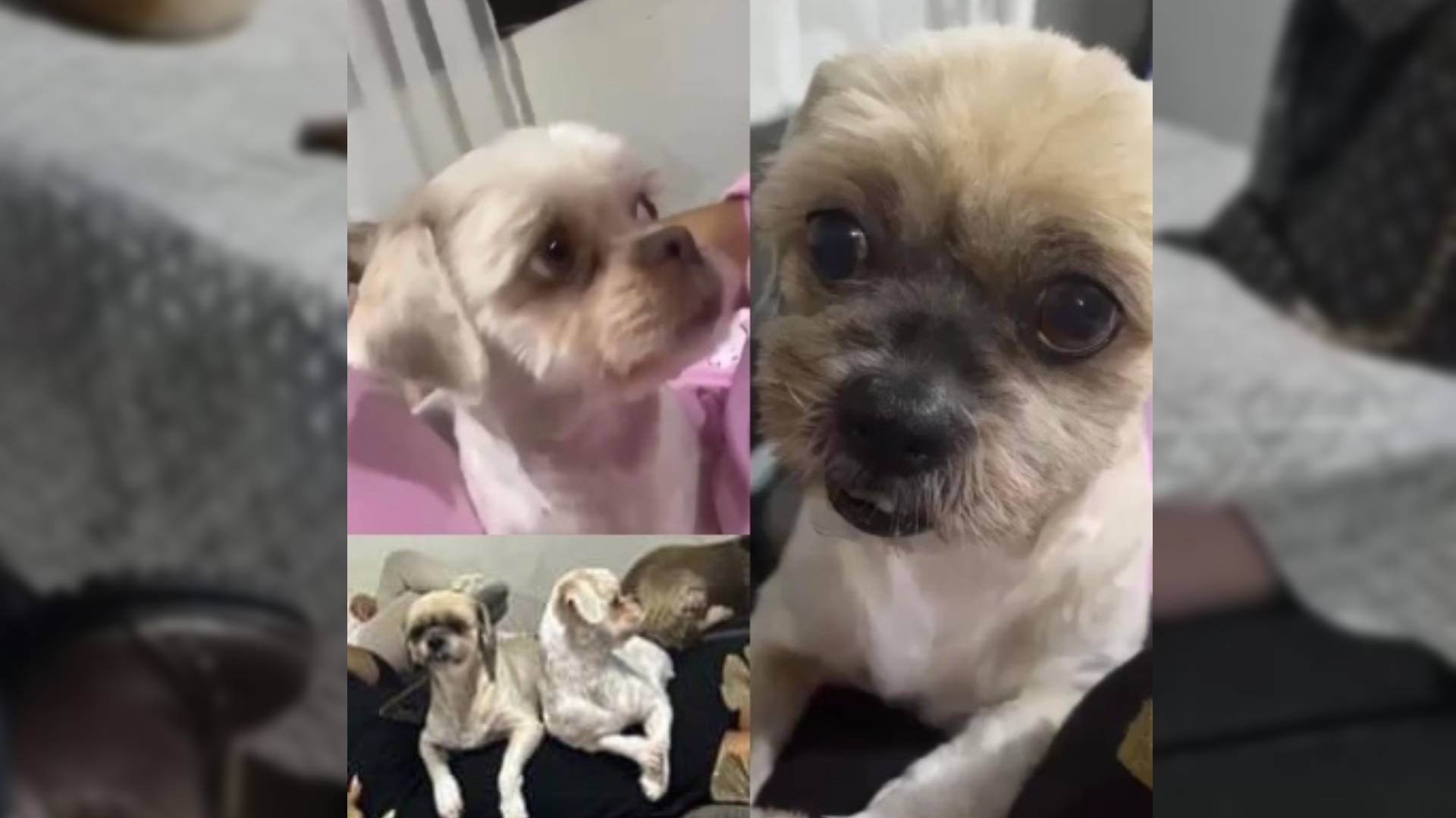 San Martín de Porres: dueña busca a Mimi y Altagracia