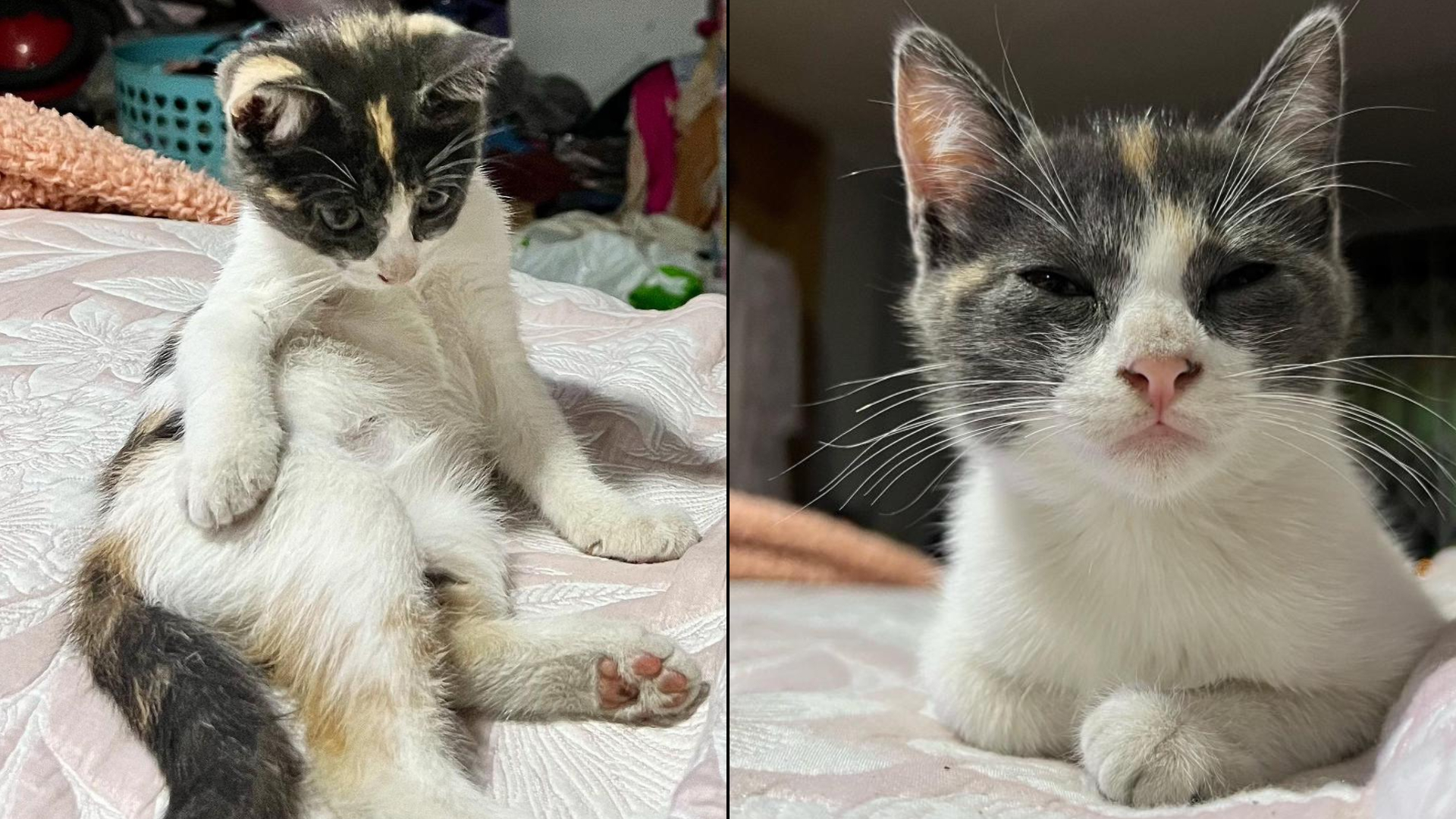 Los Olivos: joven pide ayuda para encontrar a su gata llamada Kassi