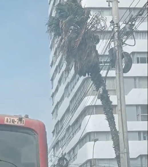 Palmera se sostiene en cables de electricidad