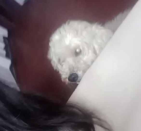 Liam jugando con su dueña