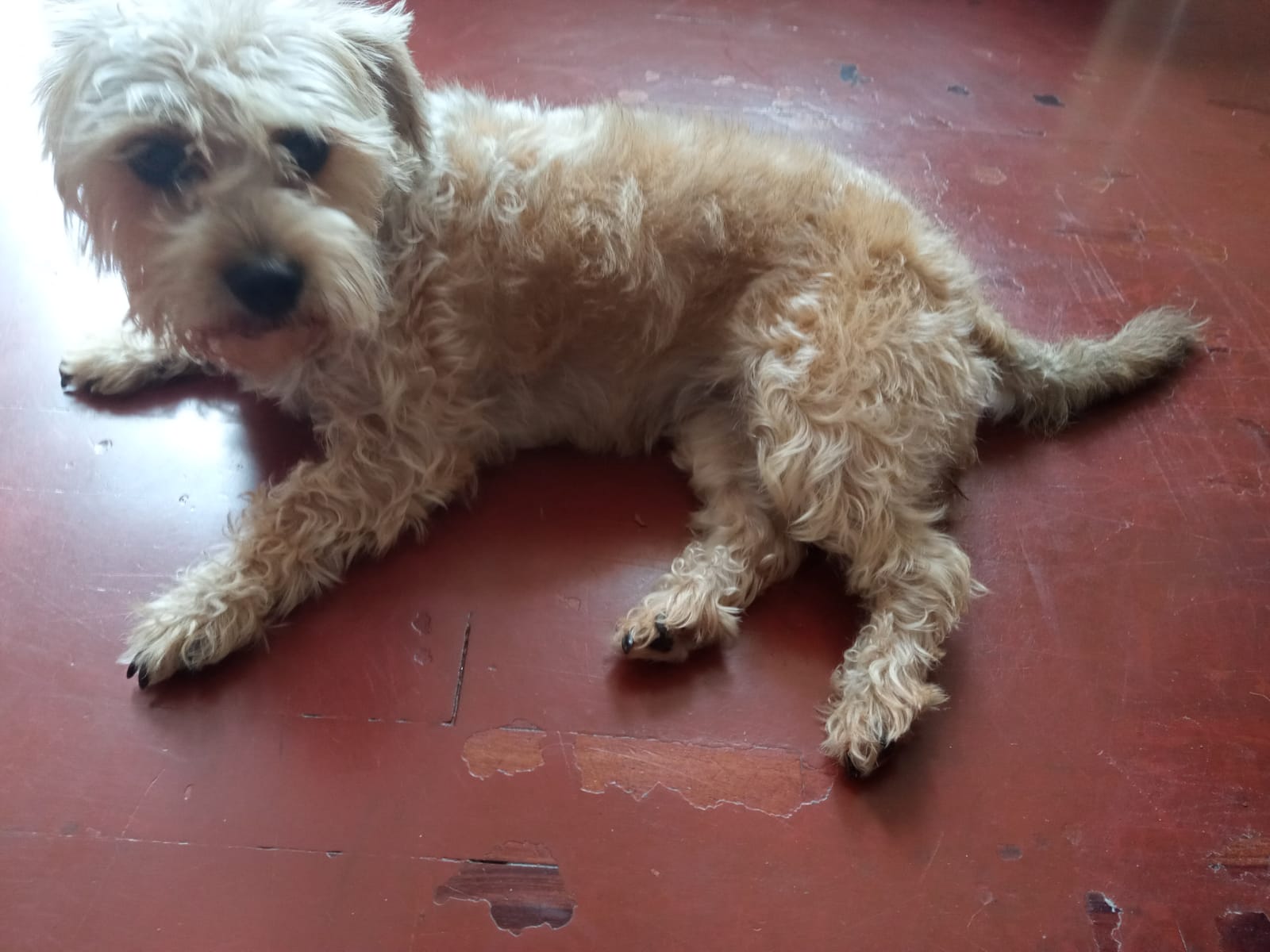 Pinky juega con su familia