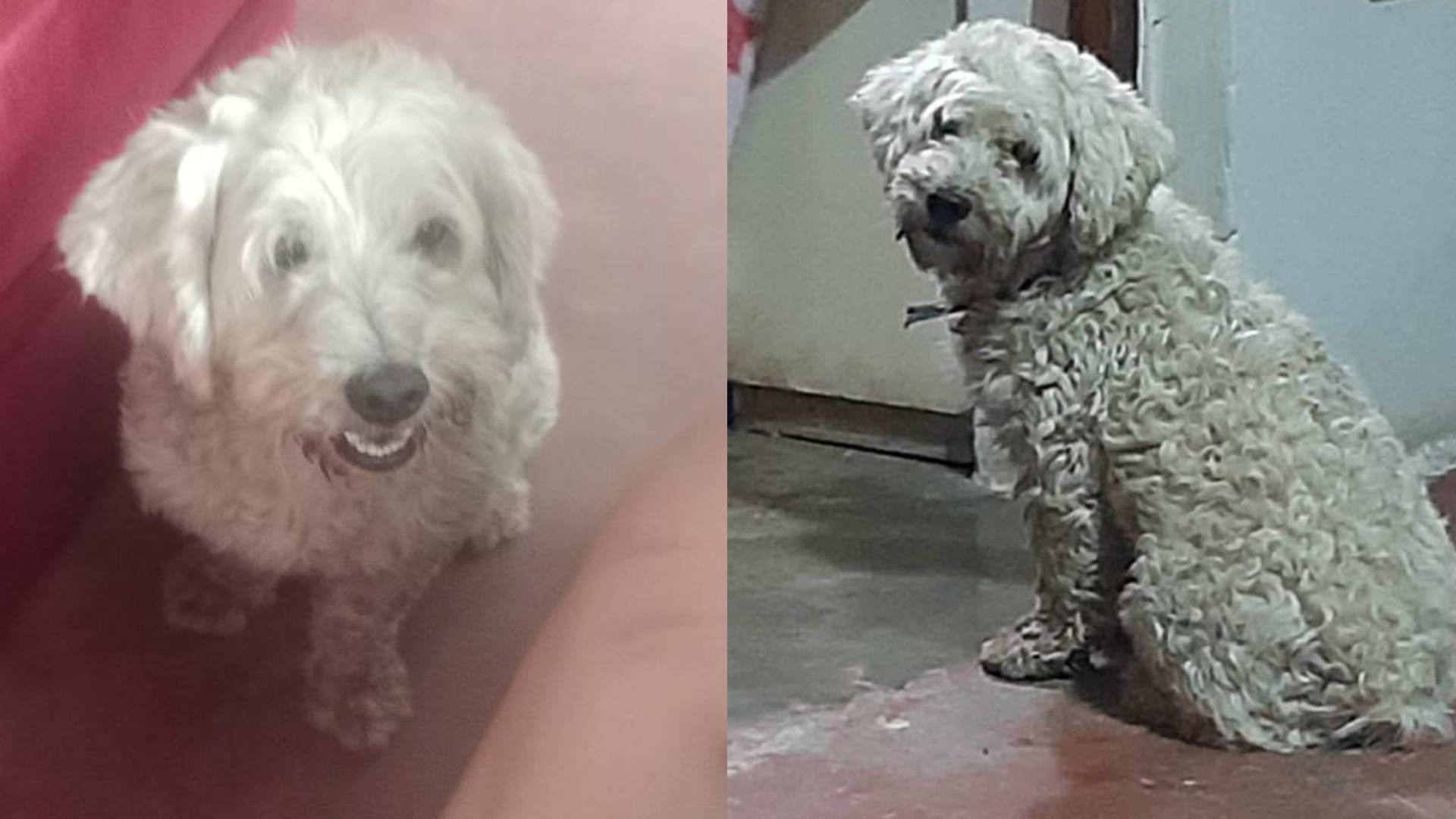 Villa El Salvador: perrito Liam es buscado desde el 6 de agosto