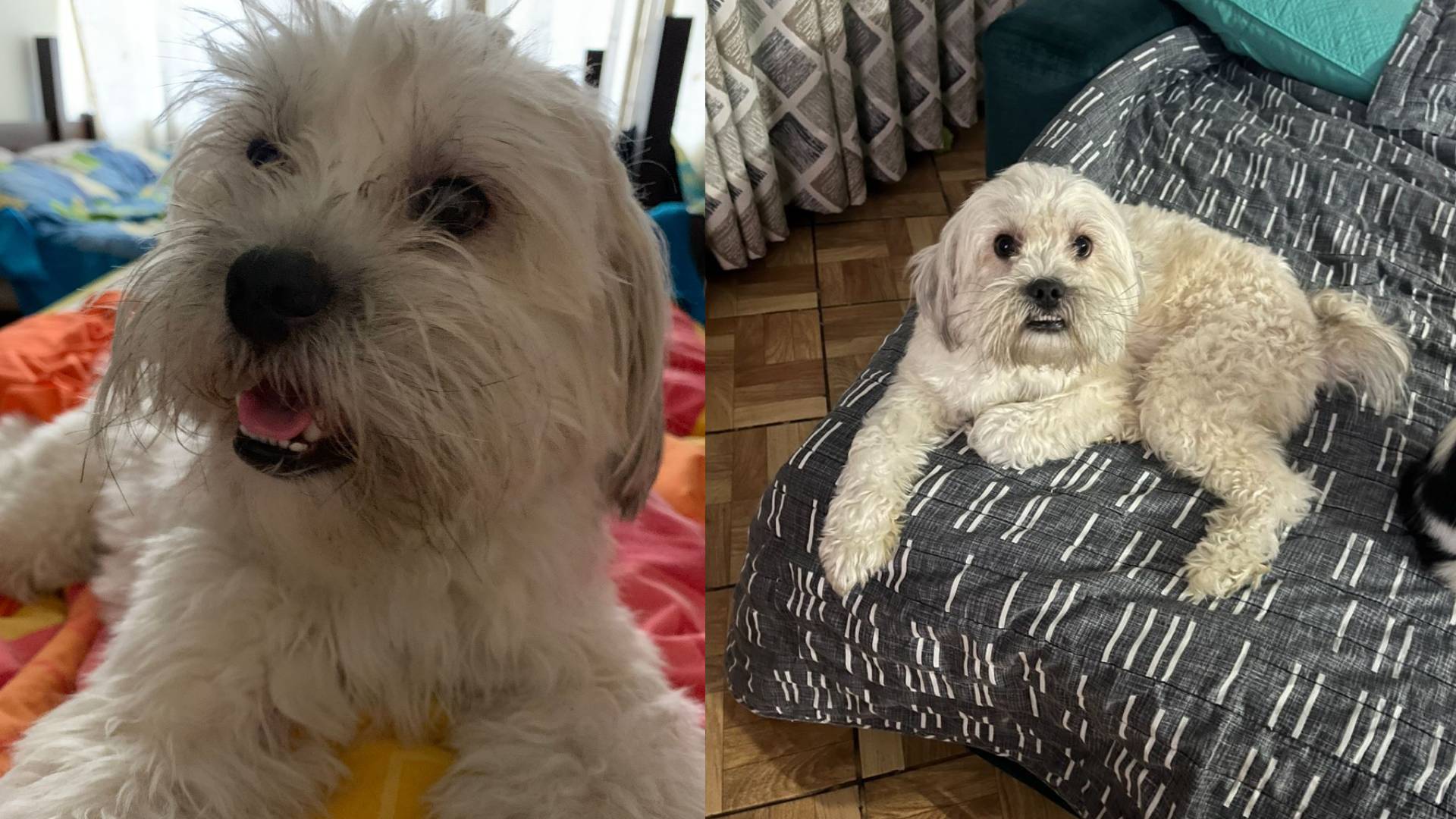 Santa Anita: familia busca a Boris quien lleva más de 48 horas desaparecido 