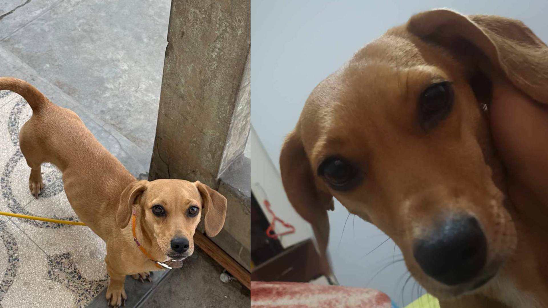 Ate: familia busca a la pequeña Mía quien se extravió cerca de conocido centro comercial 