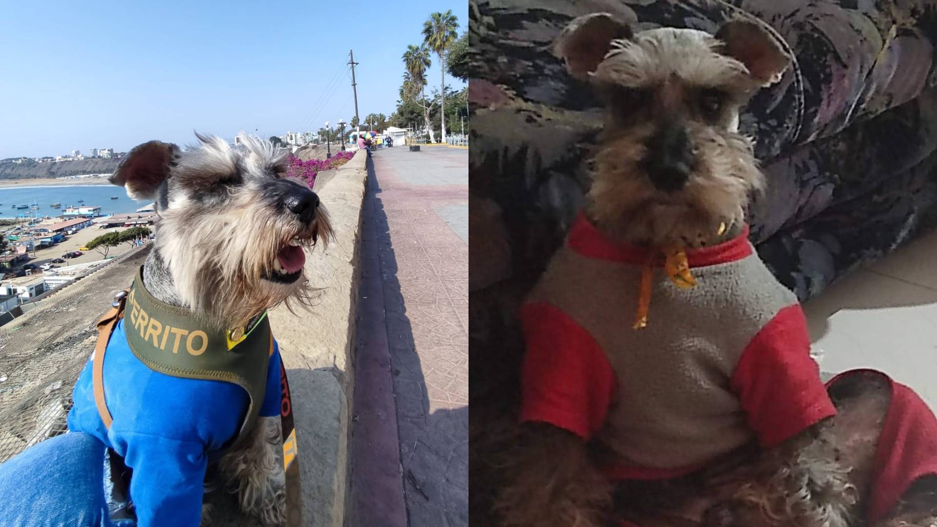 Chorrillos: Shaylo fue encontrado y está feliz con su familia