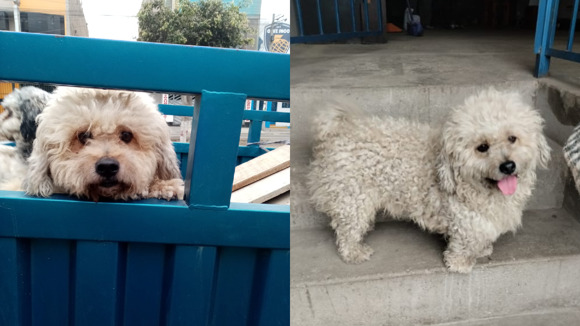San Juan de Miraflores: adulto mayor busca a su perrito Rocky desde hace una semana