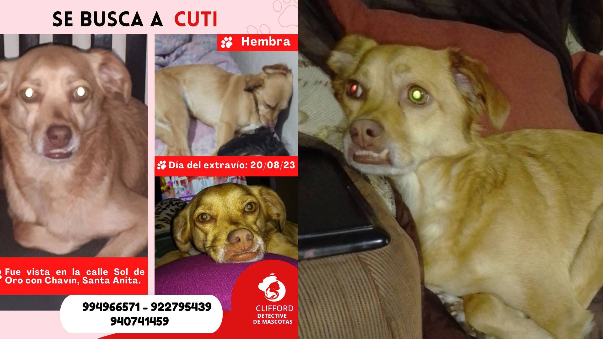Santa Anita: familia busca a perrita Cuty quien se perdió al huir del sonido de cohetes