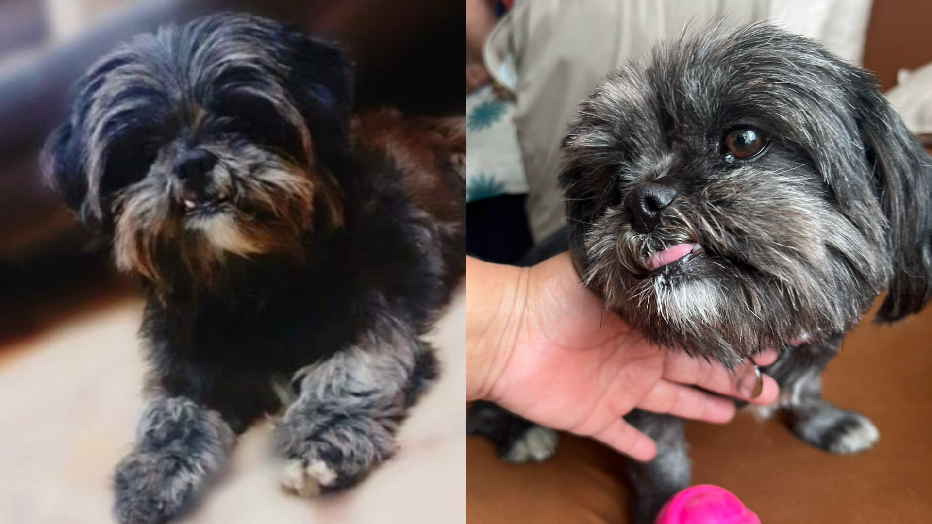 El Agustino: reportan desaparición de perrita Sky desde el 21 de agosto