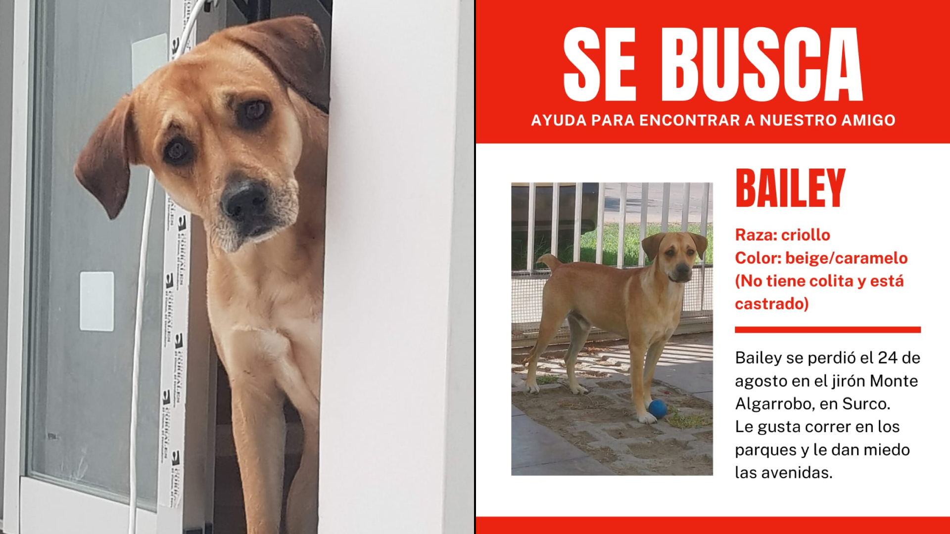 Surco: familia pide ayuda para encontrar a su perro llamado Bailey