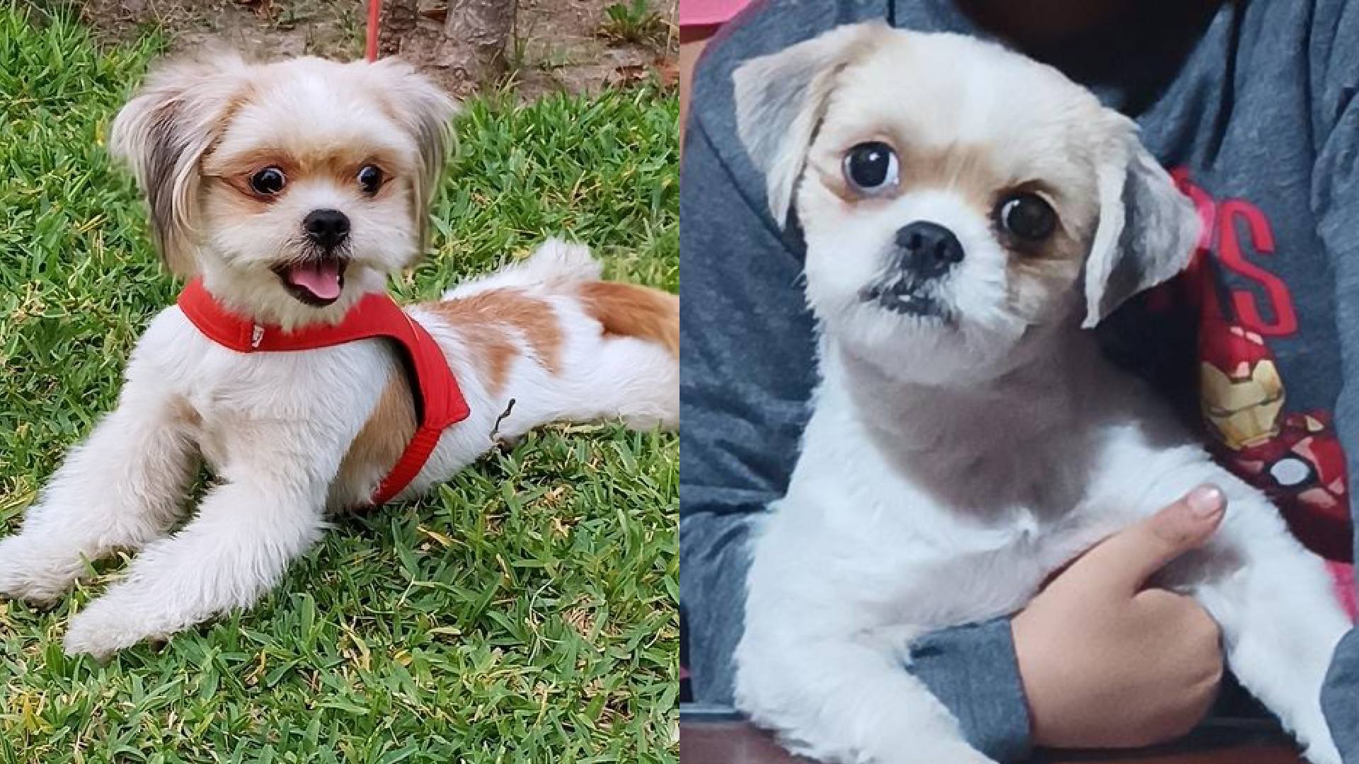 San Juan de Miraflores: familia busca desesperadamente a perrita Zoe