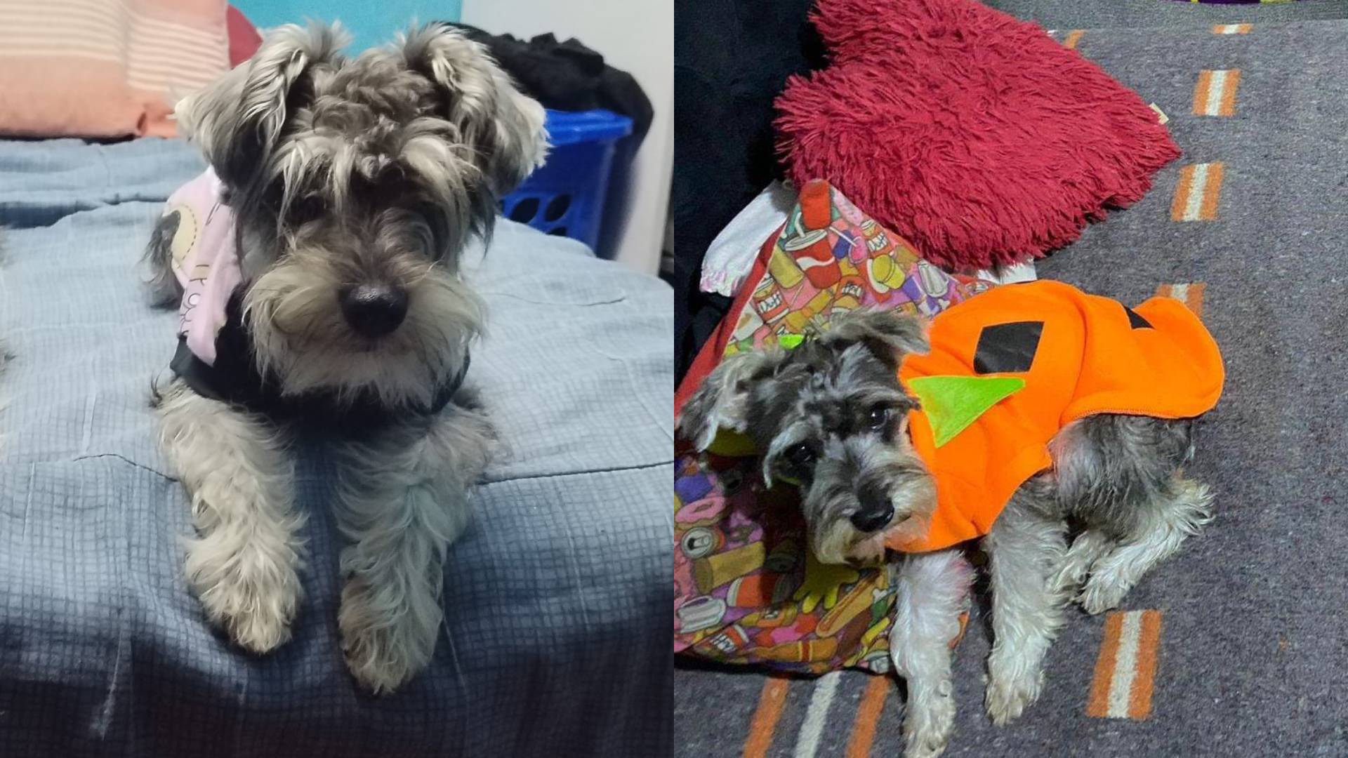 Familia busca a su perrita llamada Maddie que desapareció hace una semana