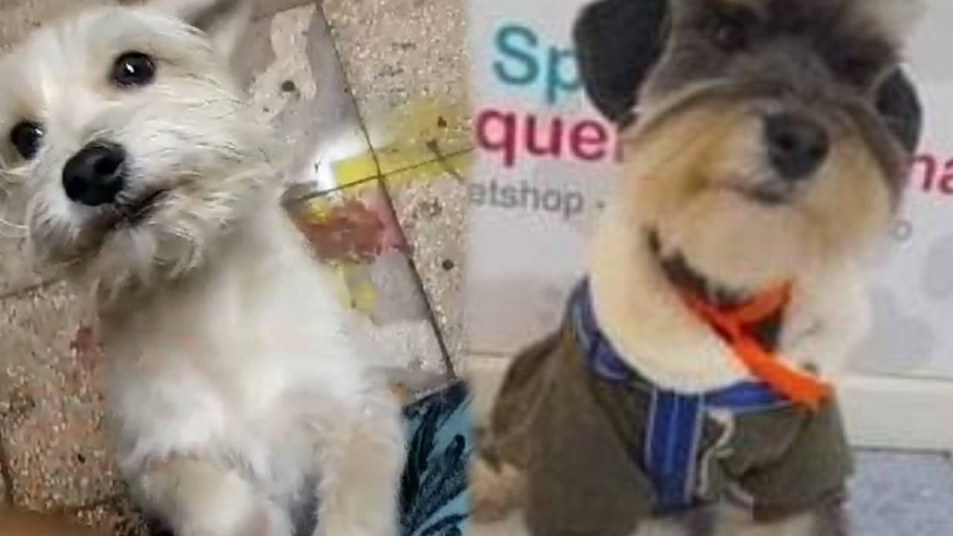 Los Olivos: dueño busca a sus dos perritos que desaparecieron luego de ser atacados por un golden retriever 