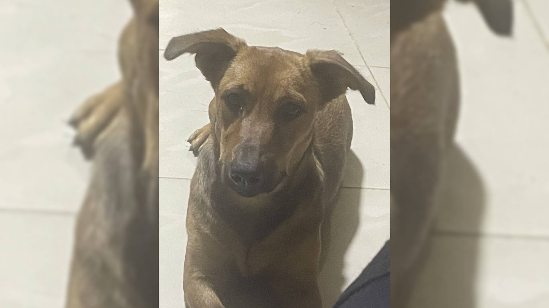 San Juan de Miraflores: Familia con dos niños buscan a la perrita Liza de ocho meses