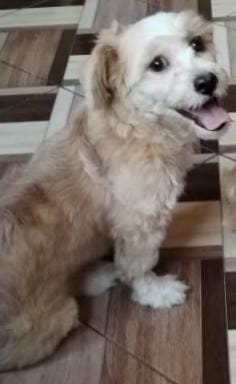 Chiquitín le gustaba jugar con la pelota tal como lo muestra en el video cuando la mascota tenía 1 mes y medio.  