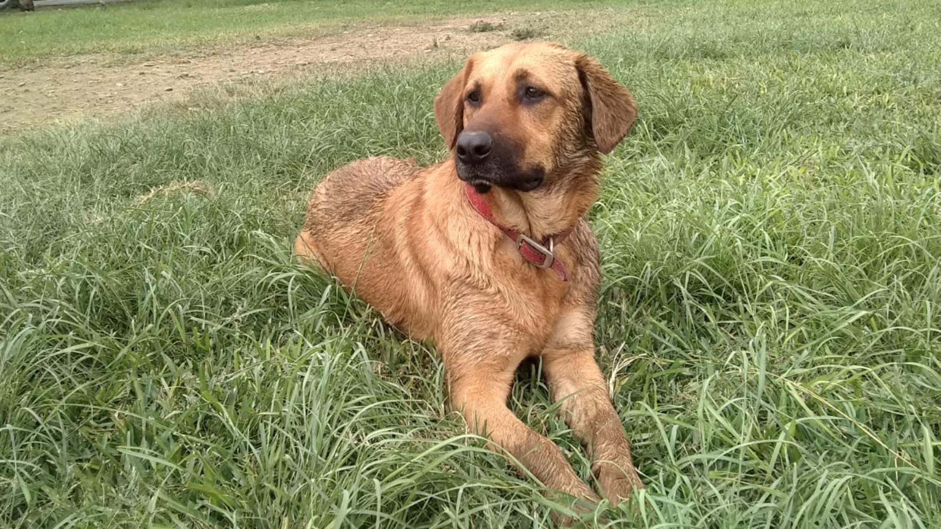 San Juan de Miraflores: familia busca a perrita Bony desde la tarde del 8 de setiembre